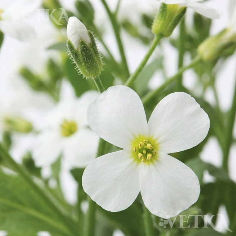 t5uozt4enqdzizy4z7bsjeisfo551ye3