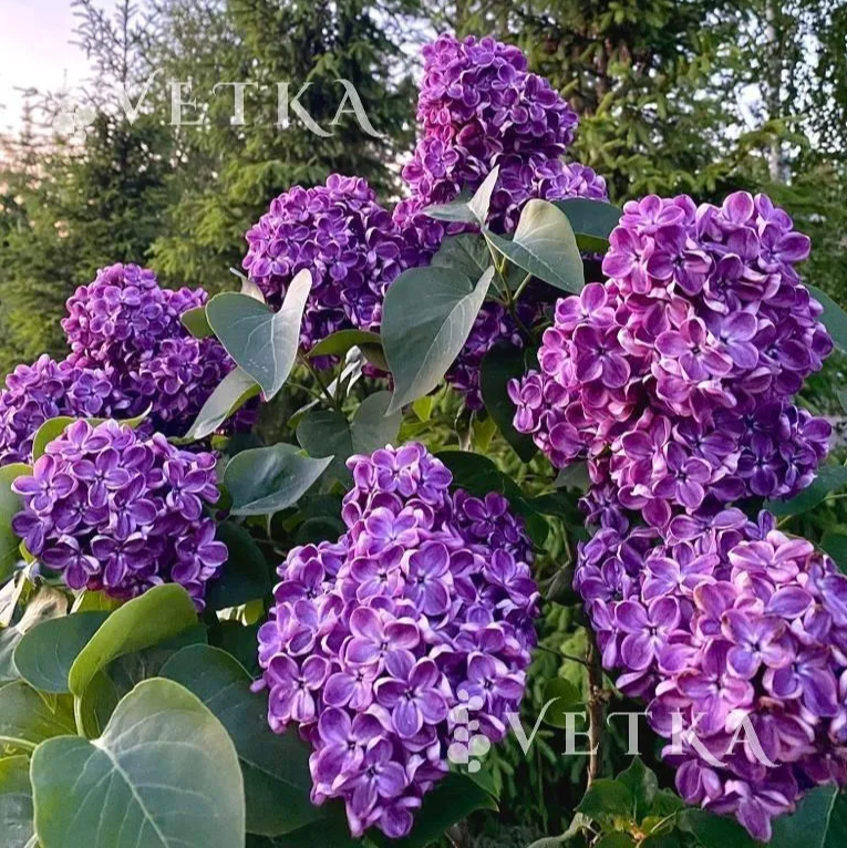 ux9avquu2mkppqa6iej94iujcfq5f2nj