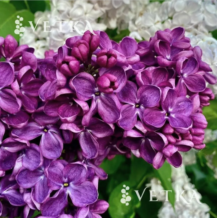 Сирень янки дудл 4